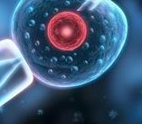 不是一级优质胚胎能培育成囊胚并成功着床吗？